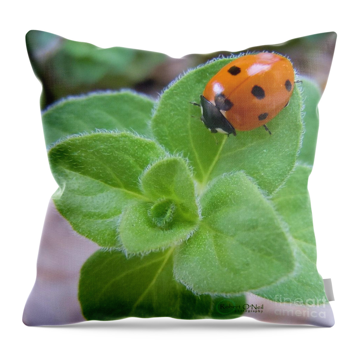Ladybug Throw Pillow featuring the photograph Ladybug and Oregano by Robert ONeil