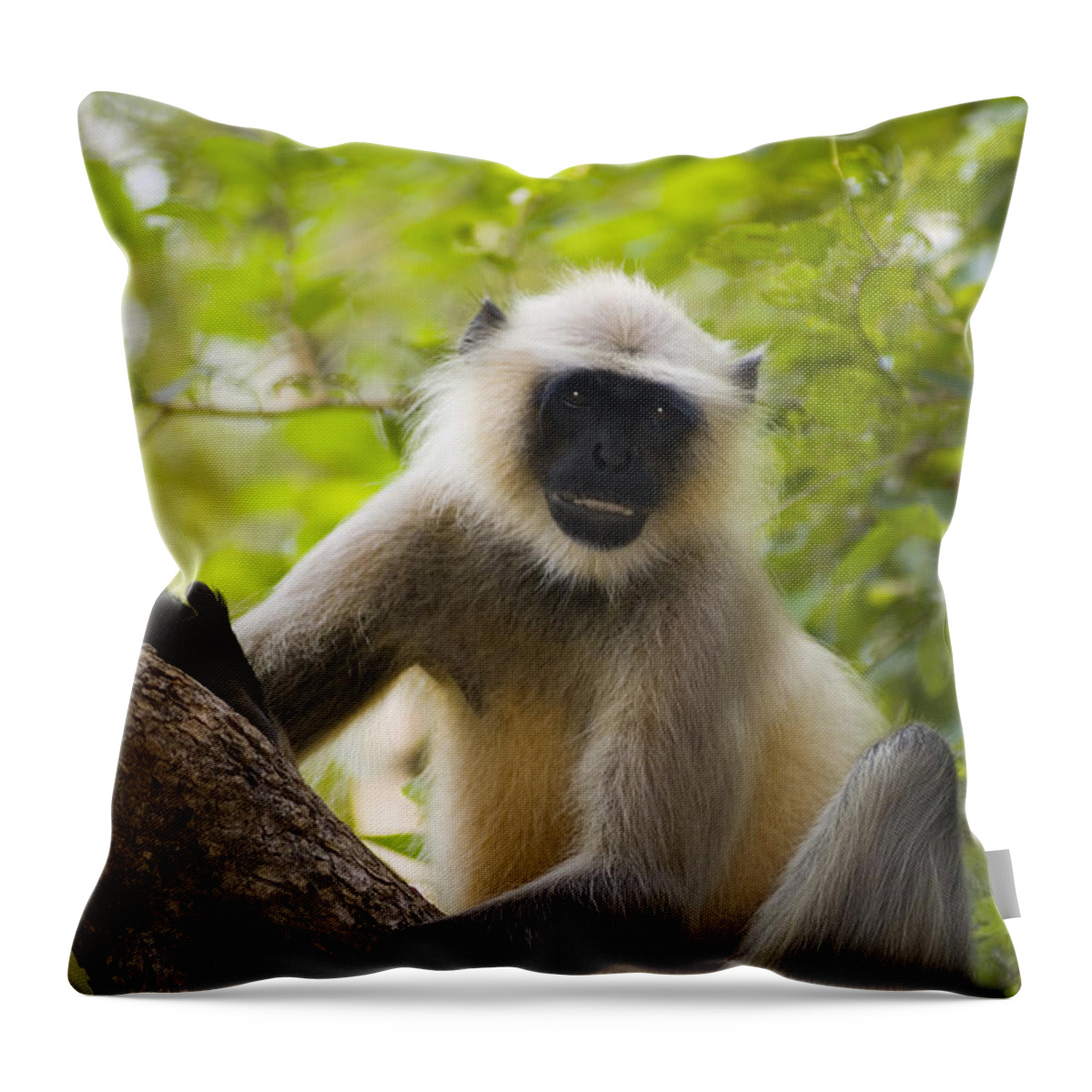 Asian Wildlife Throw Pillow featuring the photograph Langur Monkey by Bill Bachmann