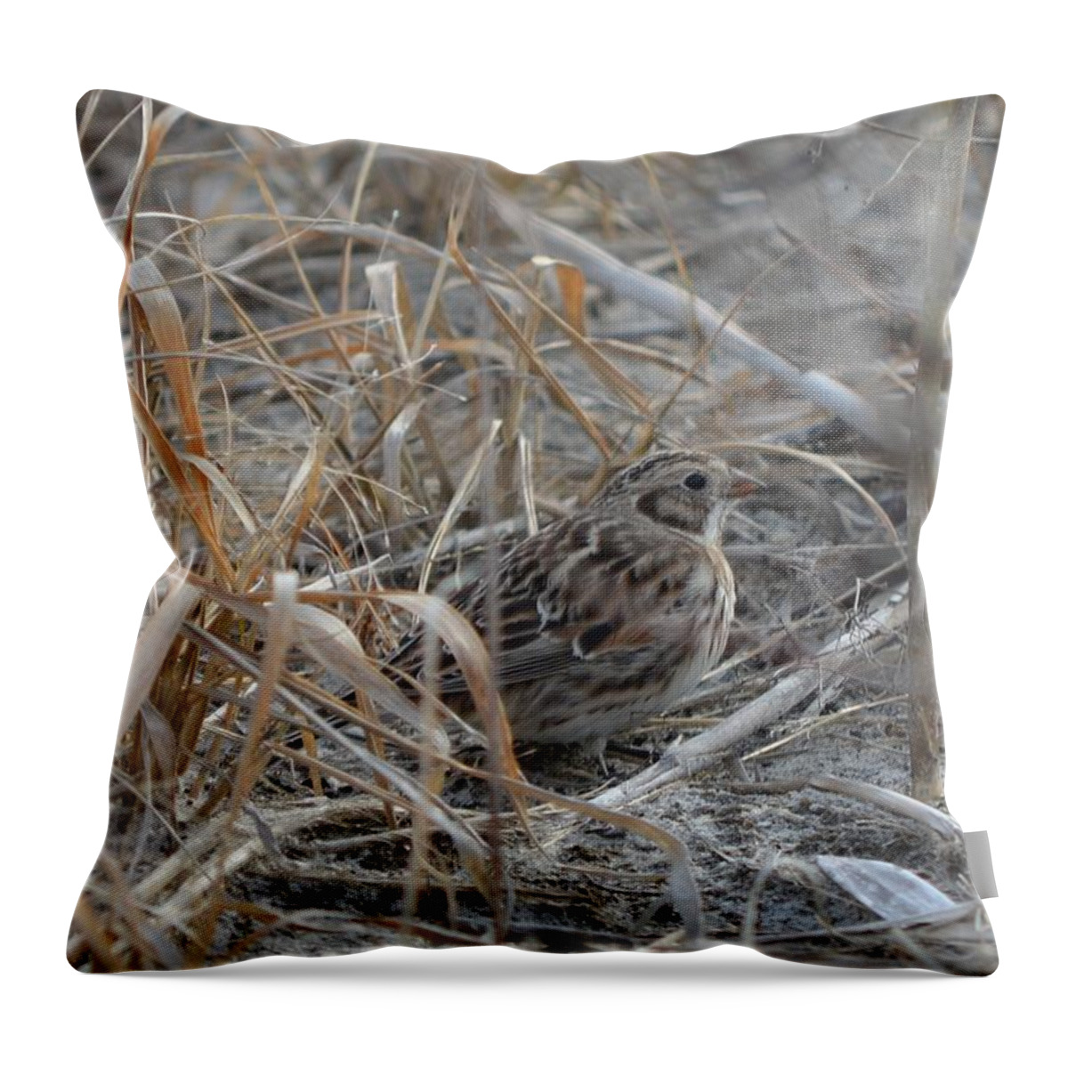 Lapland Longspur Throw Pillow featuring the photograph Lapland Longspur III by James Petersen