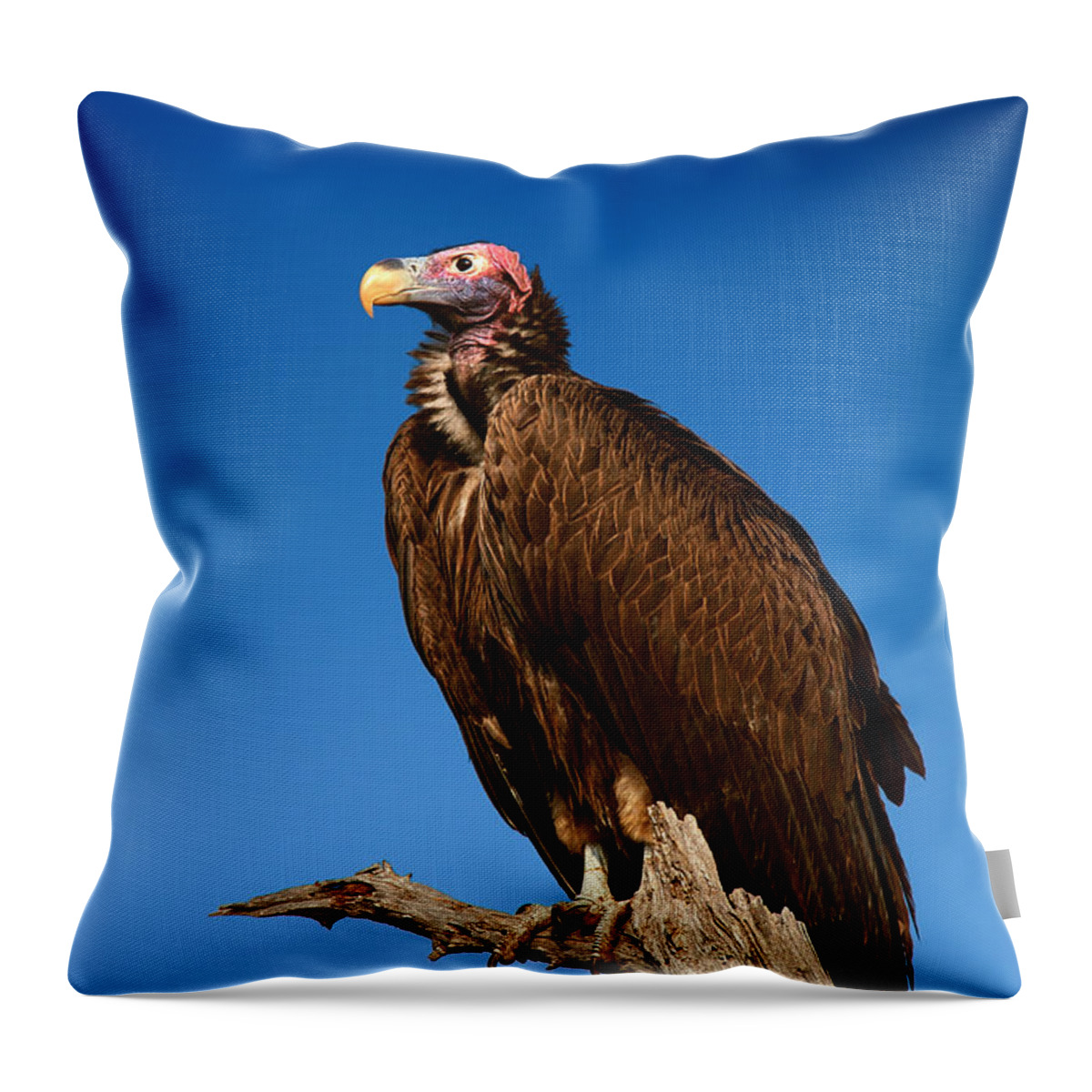 Vulture Throw Pillow featuring the photograph Lappetfaced Vulture against blue sky by Johan Swanepoel