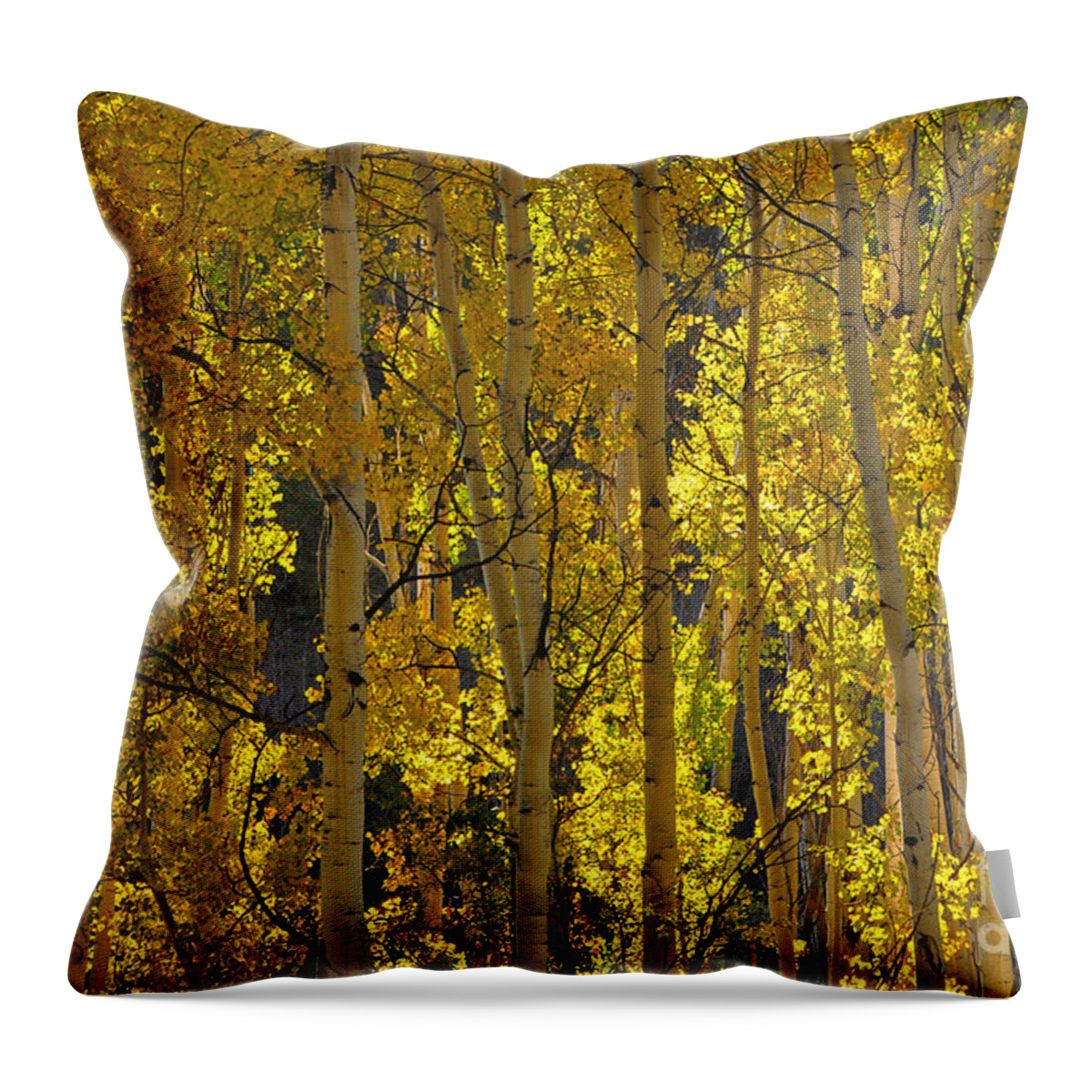 Aspens Throw Pillow featuring the photograph Last Dollar Aspens by Randy Rogers