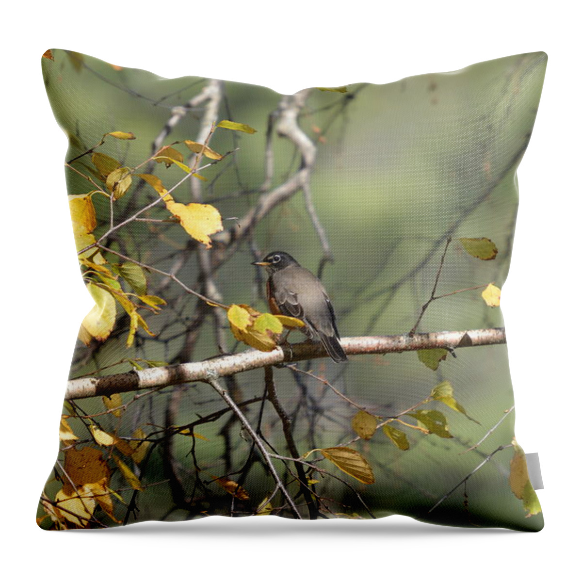 Robin Throw Pillow featuring the photograph Last Look by Thomas Phillips