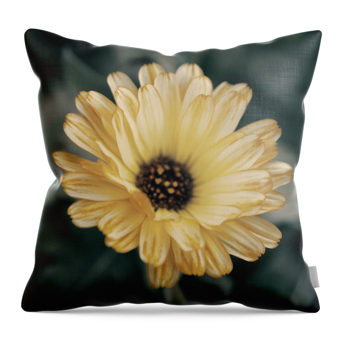 Matt Matekovic Throw Pillow featuring the photograph Late Bloomer by Photographic Arts And Design Studio