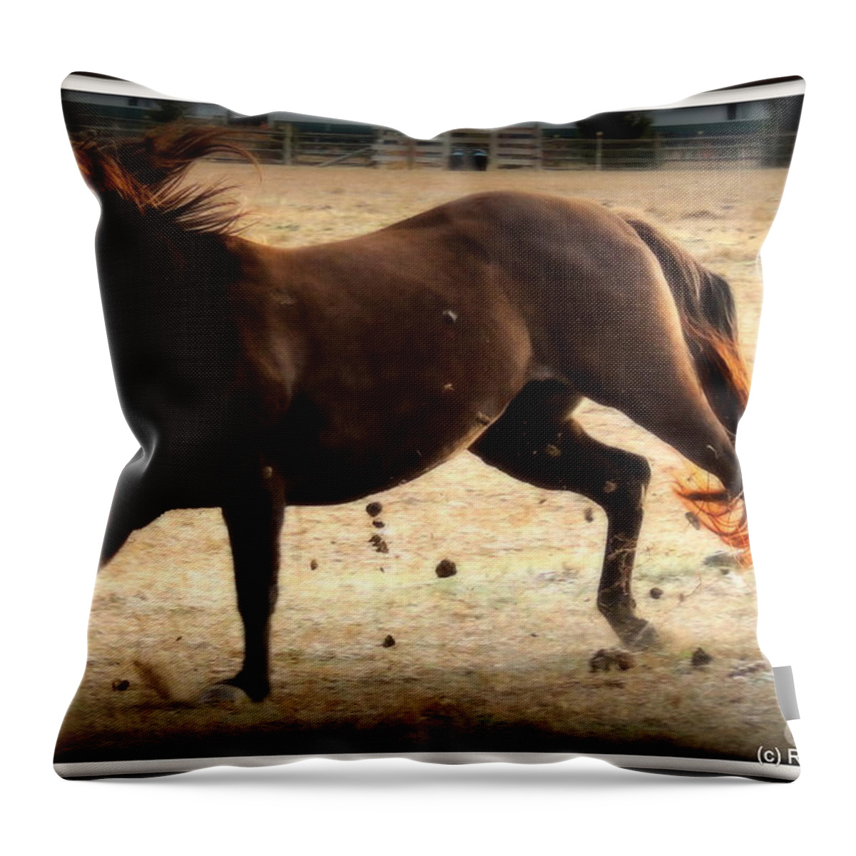 Horses Throw Pillow featuring the photograph Late for Breakfast by Rabiah Seminole