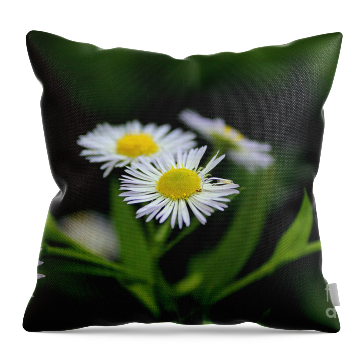 Daisy Throw Pillow featuring the photograph Late Summer Bloom by Melissa Petrey