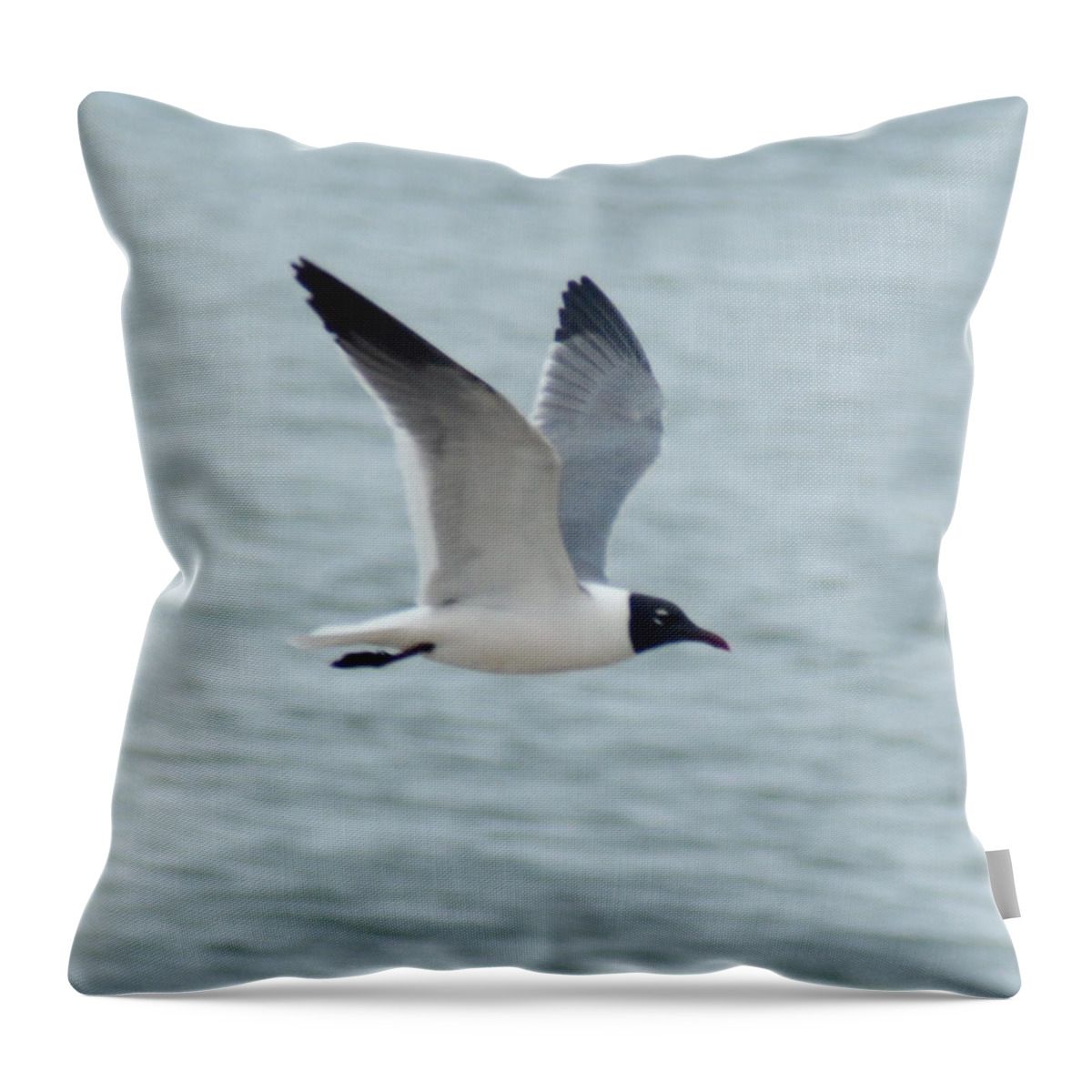 Seagull Throw Pillow featuring the photograph Laughing Gull in Flight by Richard Bryce and Family