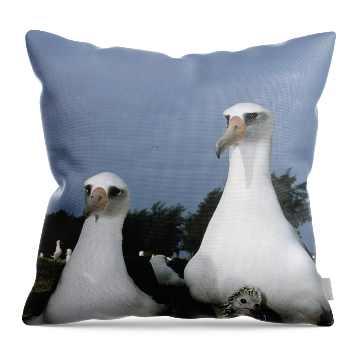 Feb0514 Throw Pillow featuring the photograph Laysan Albatross Parents Exchanging by Tui De Roy