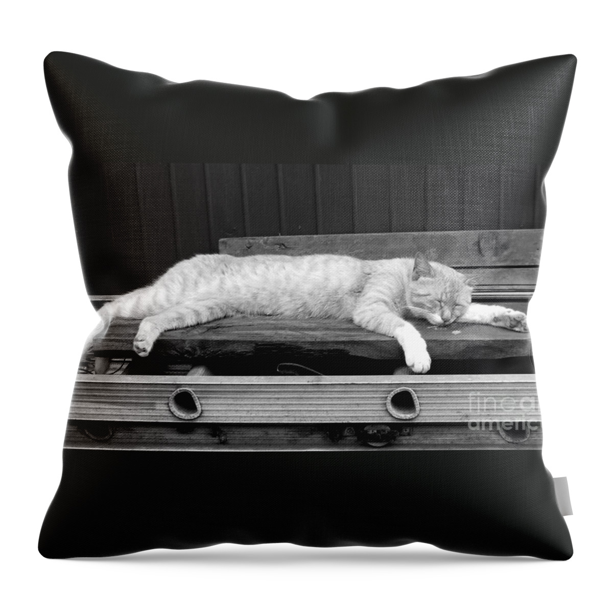 Lazy Throw Pillow featuring the photograph Lazy cat by Andrea Anderegg
