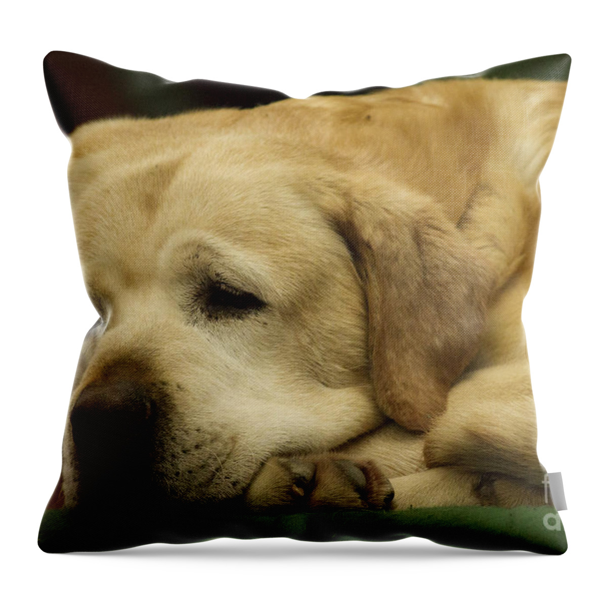 Nature Throw Pillow featuring the photograph Lazy Pet Series 3 by Heiko Koehrer-Wagner