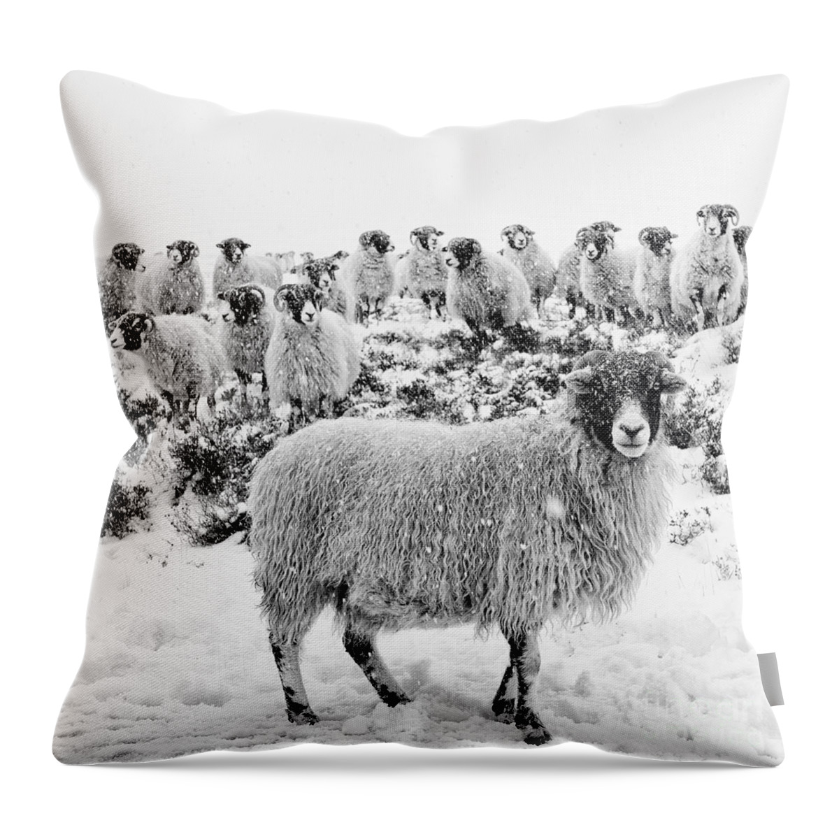 Swaledale Throw Pillow featuring the photograph Leader of the Flock by Janet Burdon