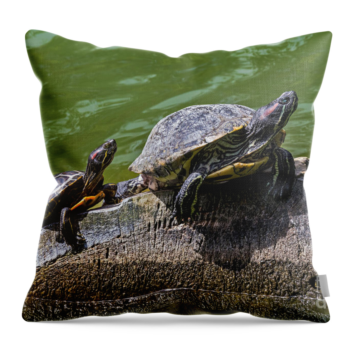 Golden Gate Park Throw Pillow featuring the photograph Learning the Ropes by Kate Brown
