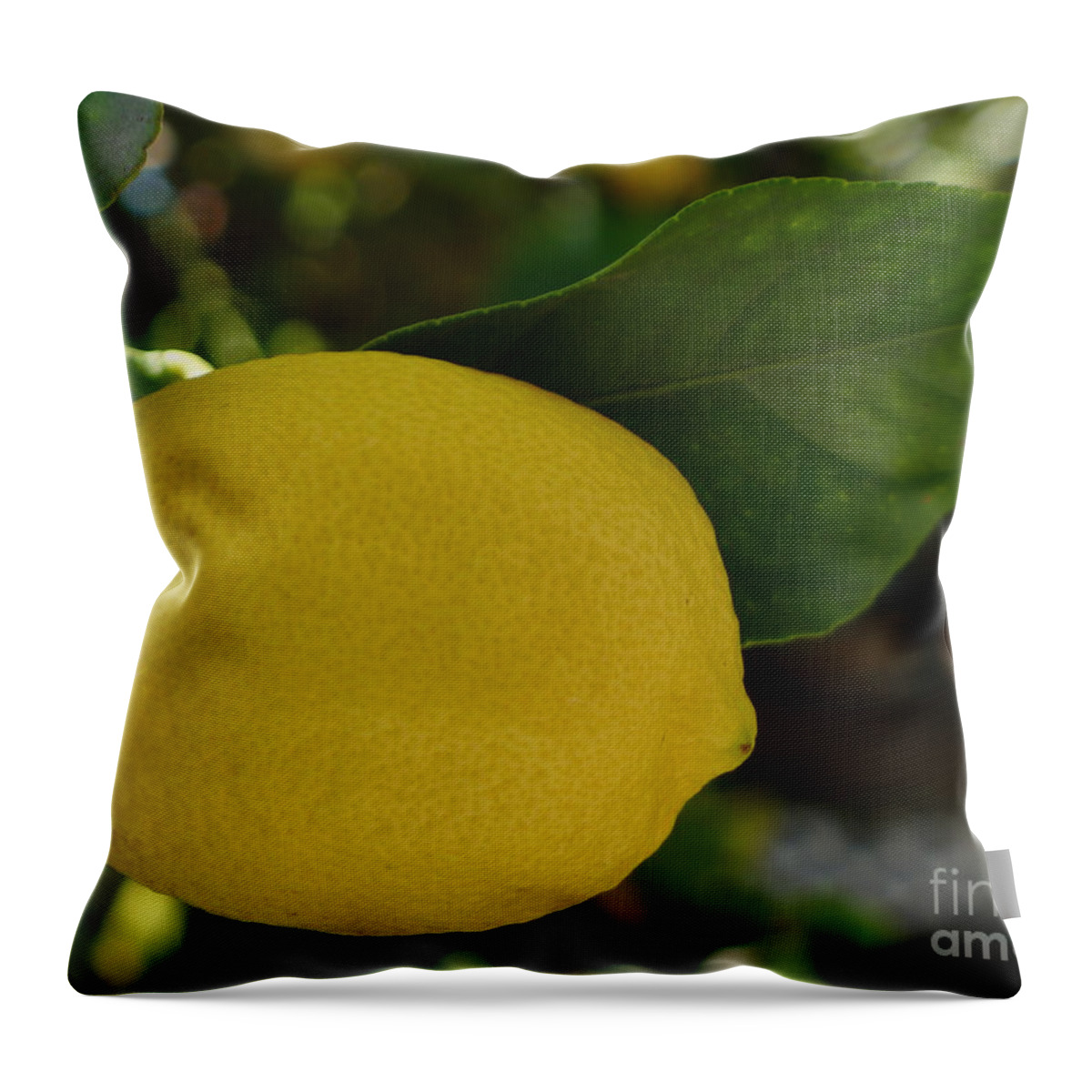 Lemon Throw Pillow featuring the photograph Lemon by Nora Boghossian