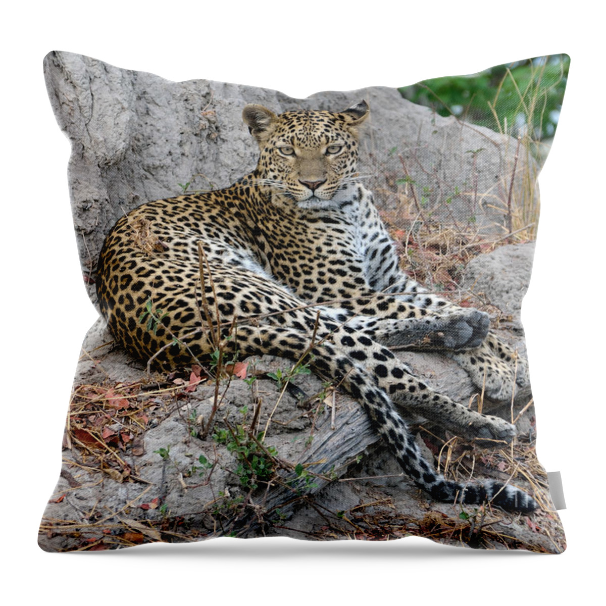 Feline Throw Pillow featuring the photograph Leopard Gaze Termite Hill by Tom Wurl
