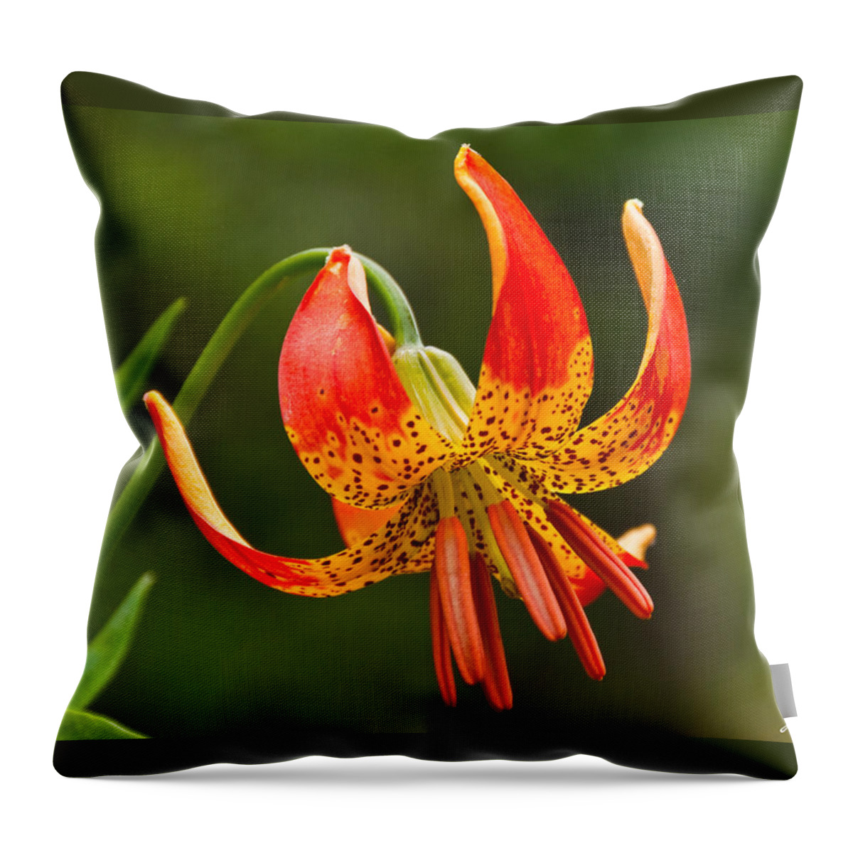 Beauty In Nature Throw Pillow featuring the photograph Leopard Lily in Bloom by Jeff Goulden