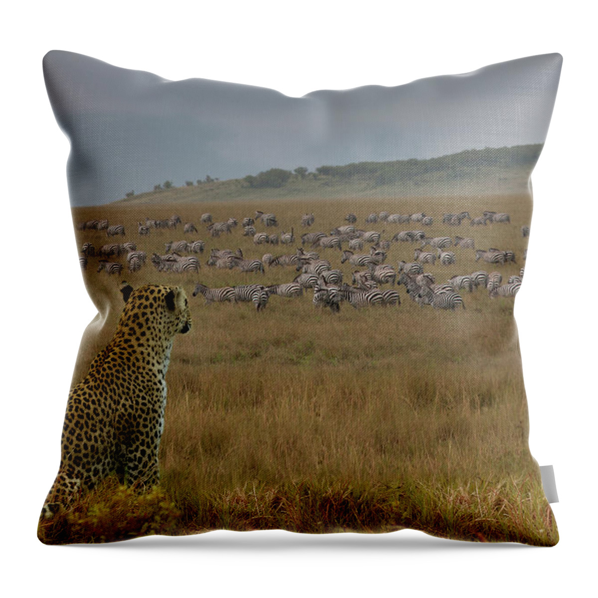 Plains Zebra Throw Pillow featuring the photograph Leopard Panthera Pardus Watching Zebras by Buena Vista Images