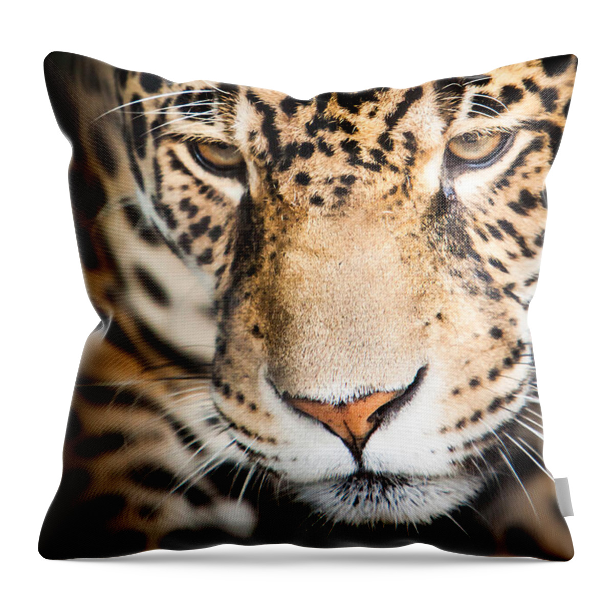 Animal Throw Pillow featuring the photograph Leopard resting by John Wadleigh