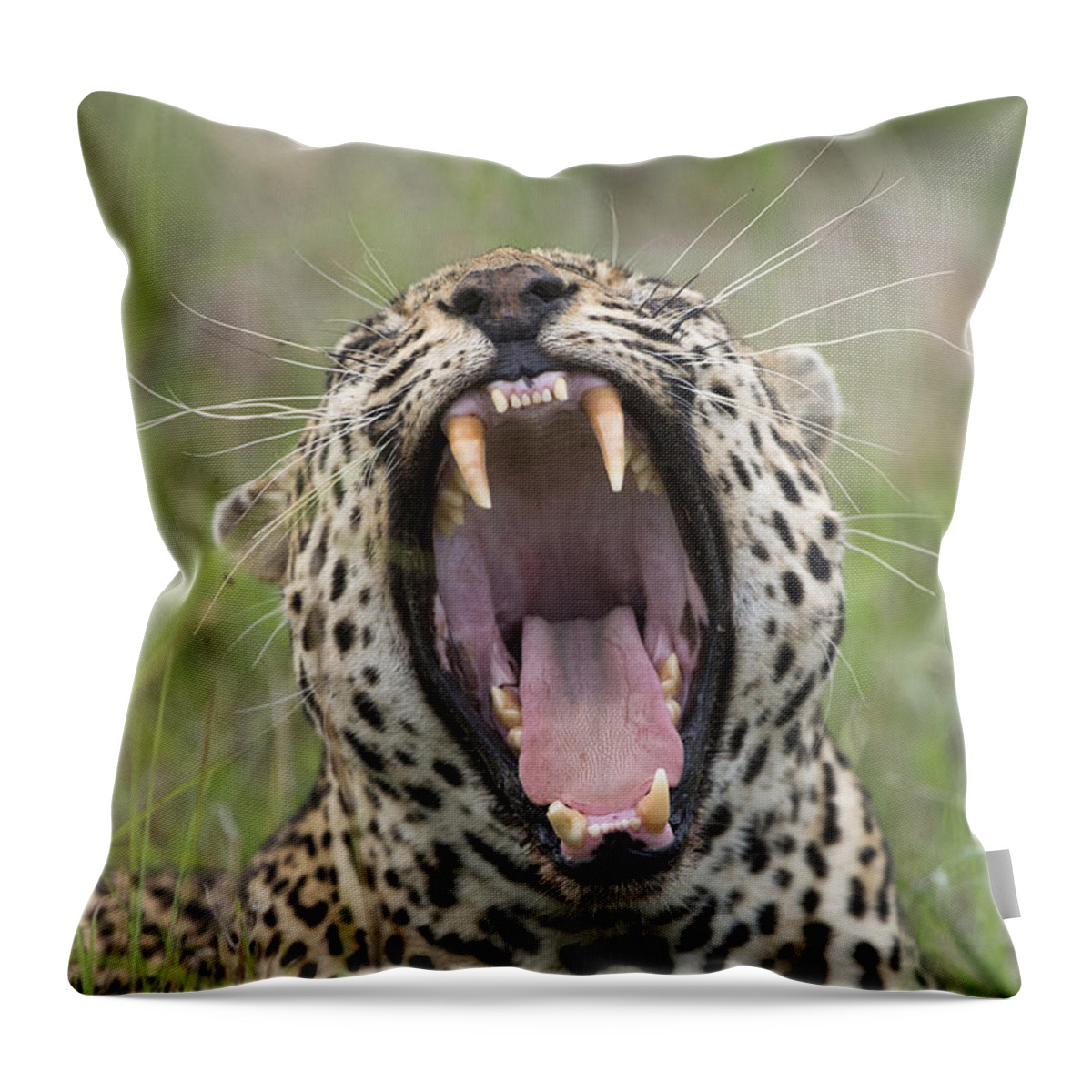 Sergey Gorshkov Throw Pillow featuring the photograph Leopard Yawning Sabi-sands Game Reserve by Sergey Gorshkov
