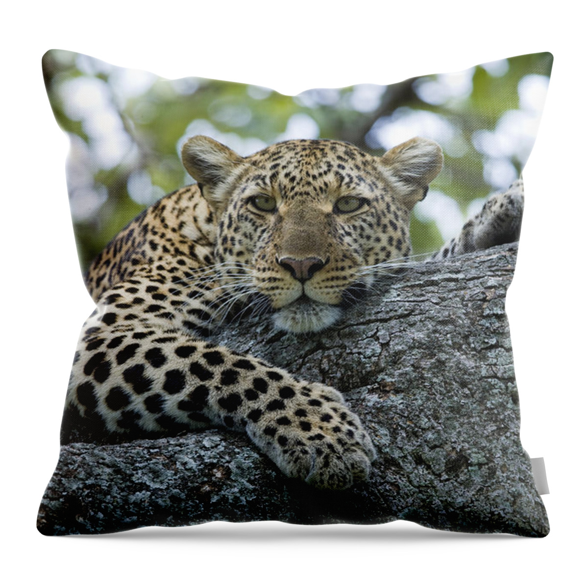 Flpa Throw Pillow featuring the photograph Leopard Watching from Fig Tree by Elliott Neep