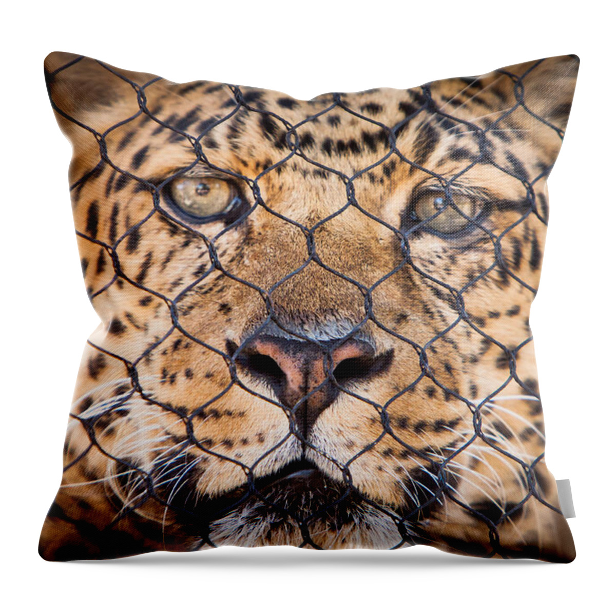Black Throw Pillow featuring the photograph Let Me Out by John Wadleigh