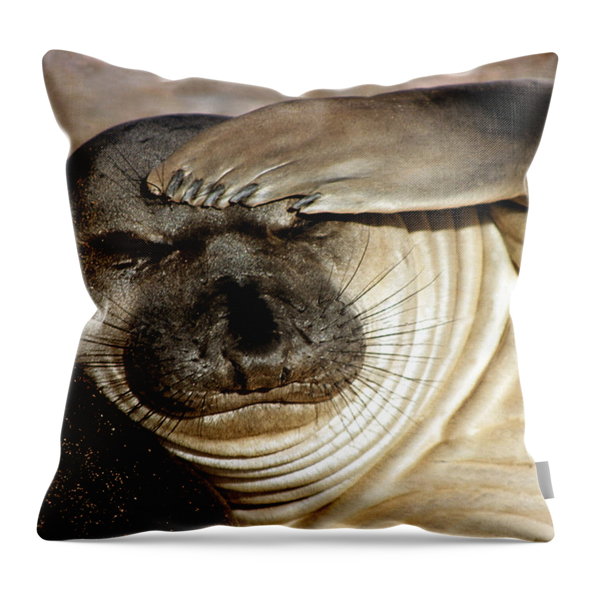 Elephant Seal Throw Pillow featuring the photograph Let me think... by Cliff Wassmann