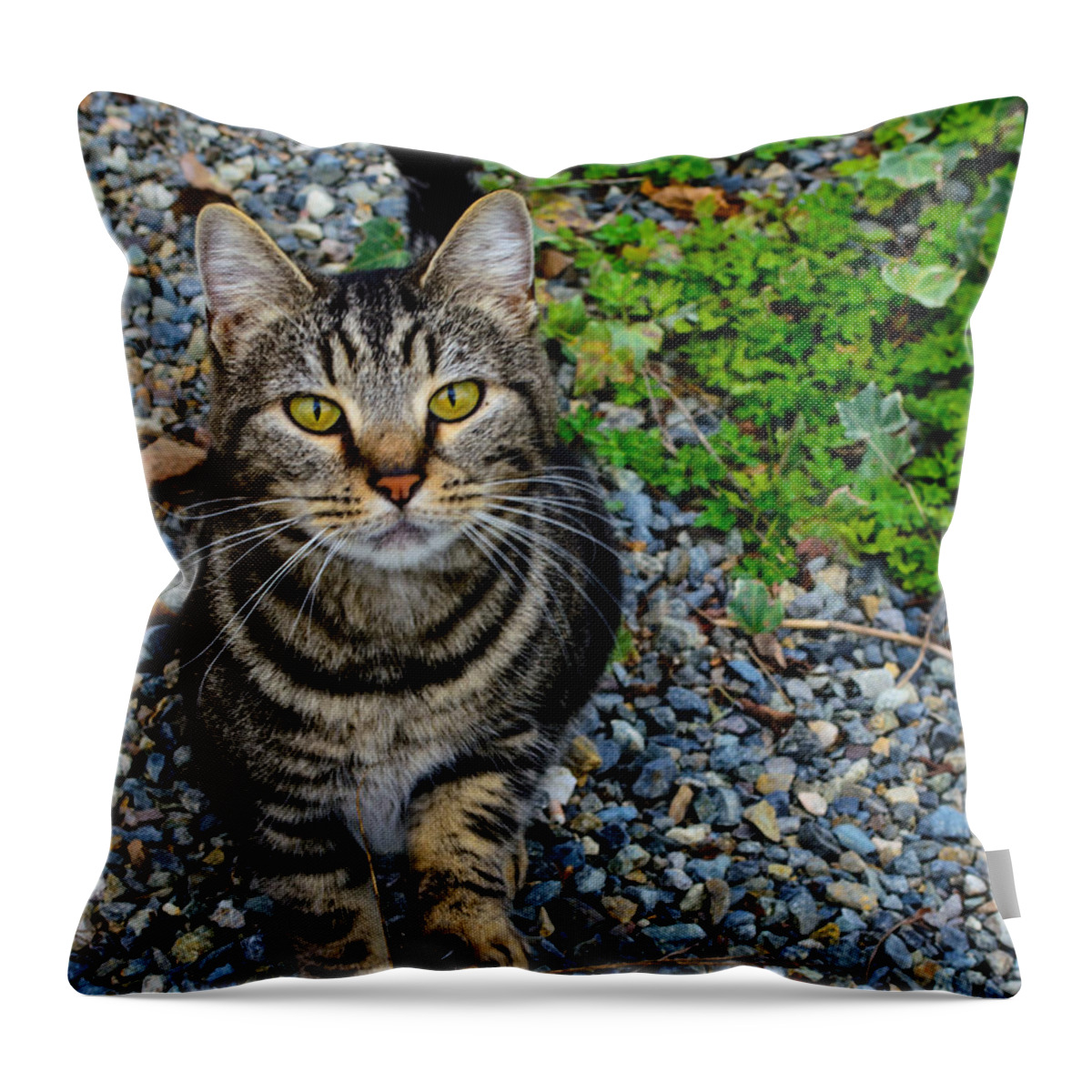 Feline Throw Pillow featuring the photograph Let's be friends by Tikvah's Hope