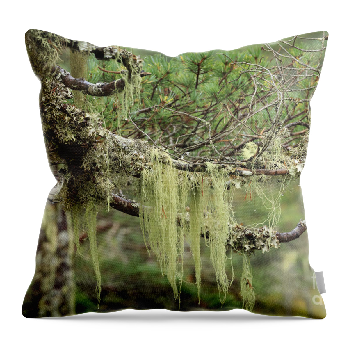Lichen Throw Pillow featuring the photograph Lichens on tree branches in the Scottish Highlands by Louise Heusinkveld
