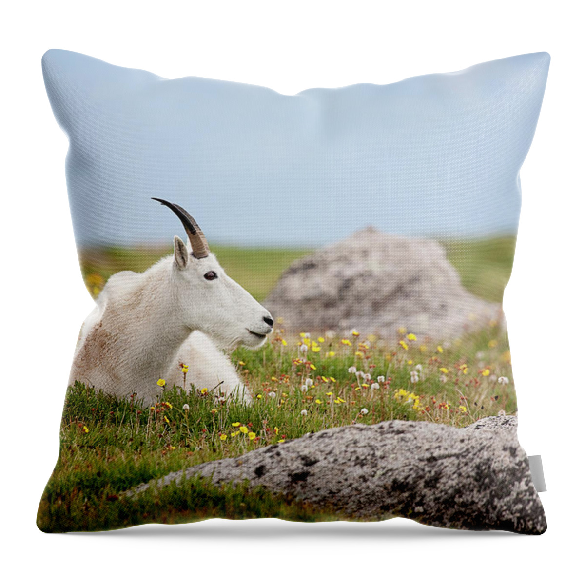 Billie Goat Throw Pillow featuring the photograph Lie Down in Green Pastures by Jim Garrison