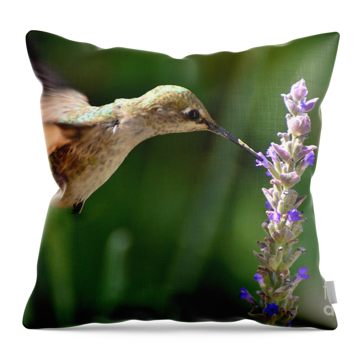 Pollination Throw Pillow featuring the photograph Light Filters Behind the Hummer by Debby Pueschel