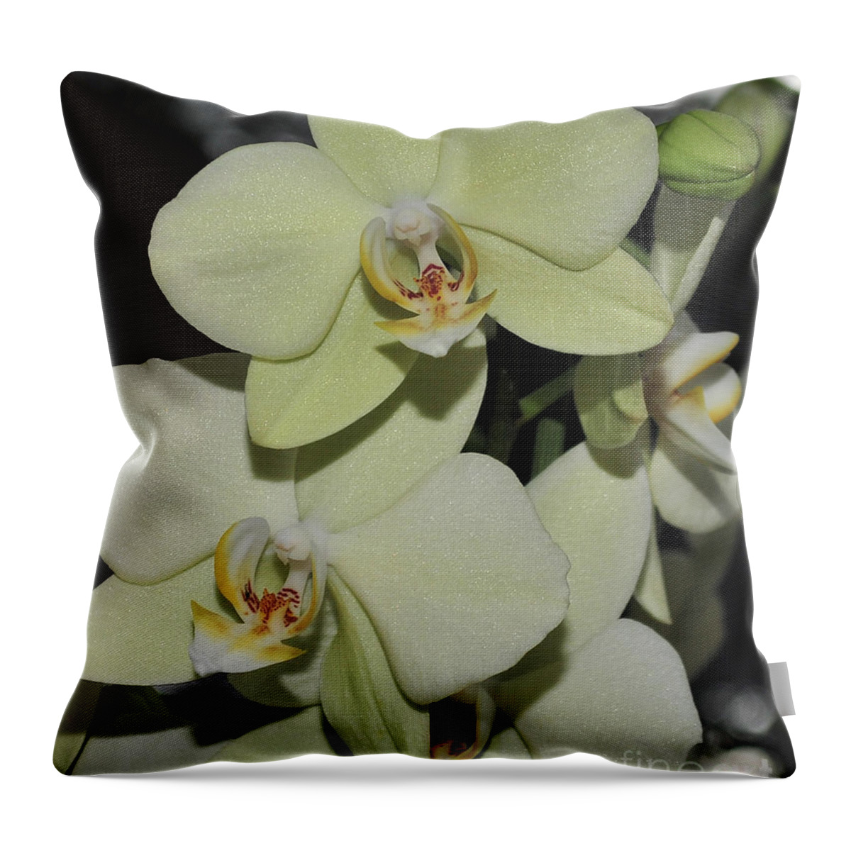 Green Orchid Throw Pillow featuring the photograph Light Green Phalaenopsis 1 of 3 by Terri Winkler