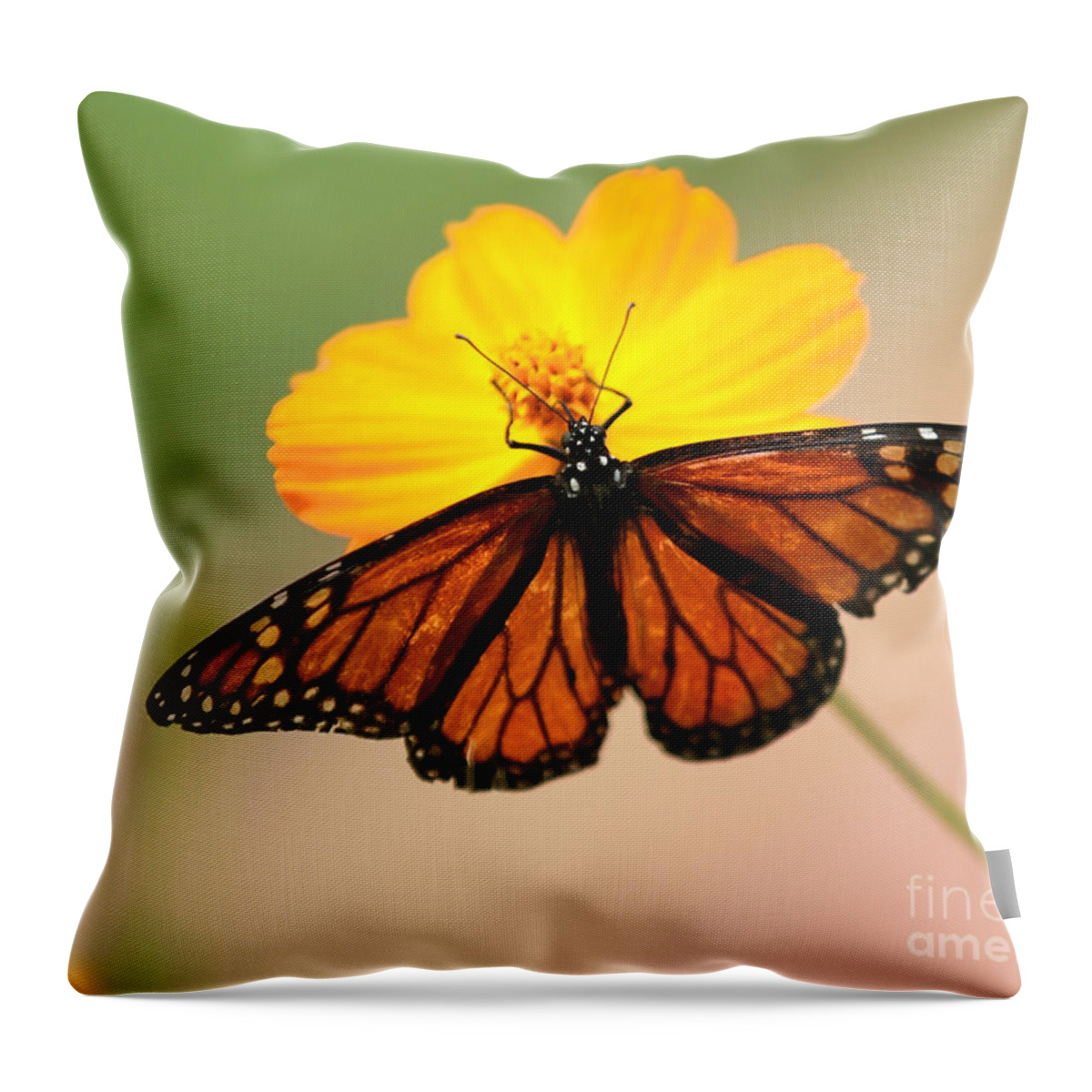 Angelic Throw Pillow featuring the photograph Like Stained Glass by Sabrina L Ryan