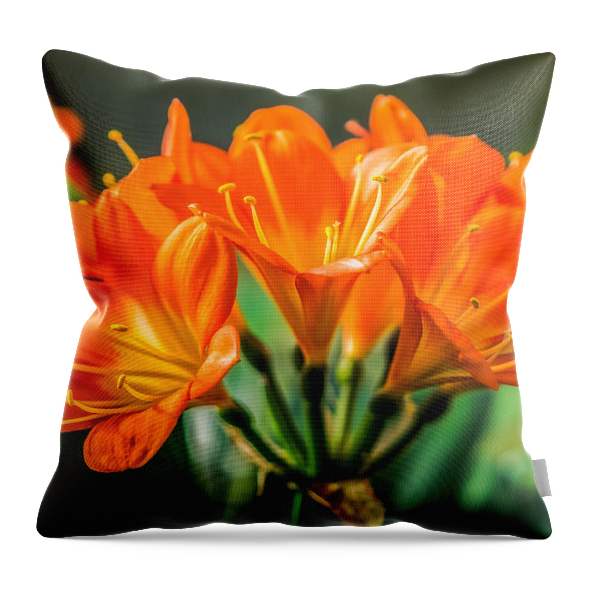 Kaffir Lily Throw Pillow featuring the photograph Lily of the Morning by Ken Stanback