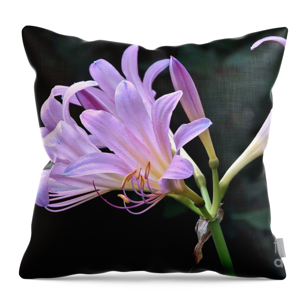 Lily Of The Nile And Hover Fly Macro Throw Pillow featuring the photograph Lily of the Nile and Hover Fly by Byron Varvarigos