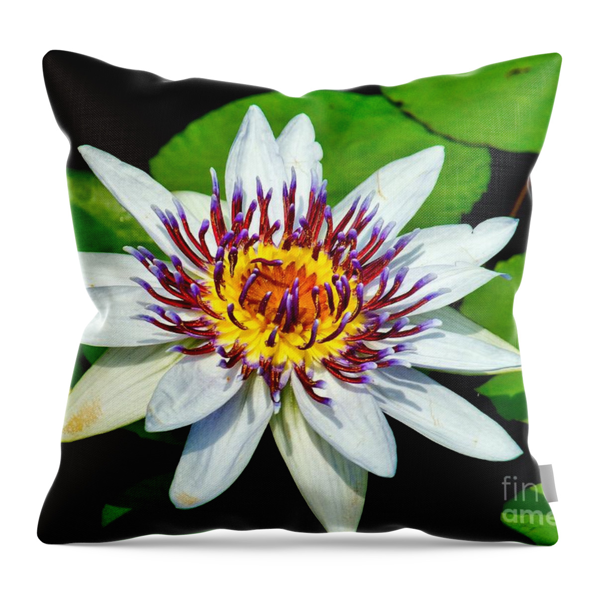 Aquatic Throw Pillow featuring the photograph Lily on the Water by Nick Zelinsky Jr