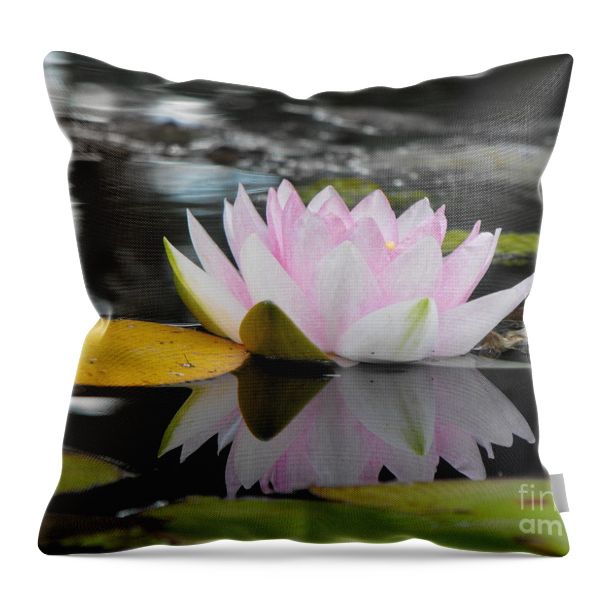 Lily Throw Pillow featuring the photograph Lily Reflection by Erick Schmidt