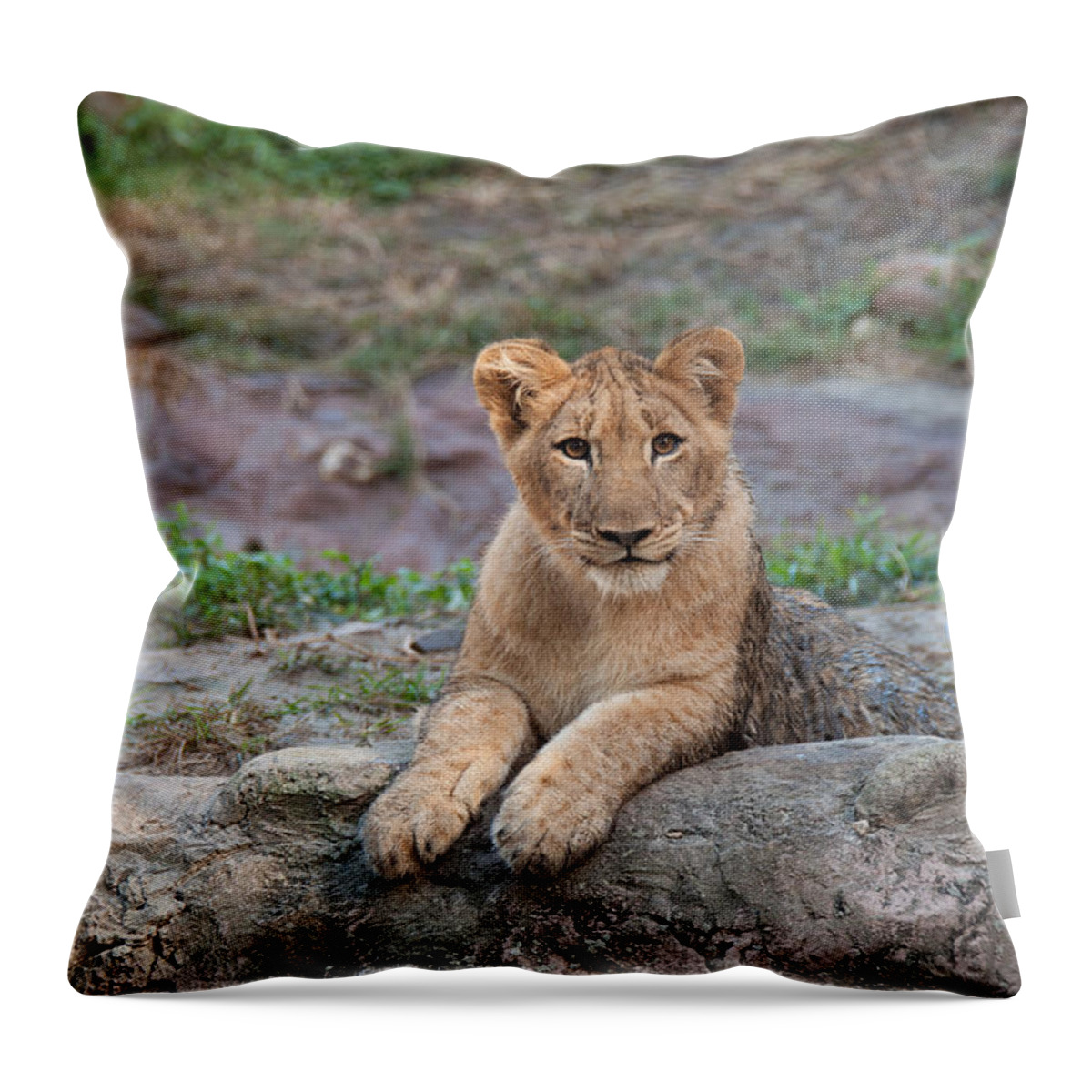 Lion Cub Throw Pillow featuring the photograph Lion Cub by John Black