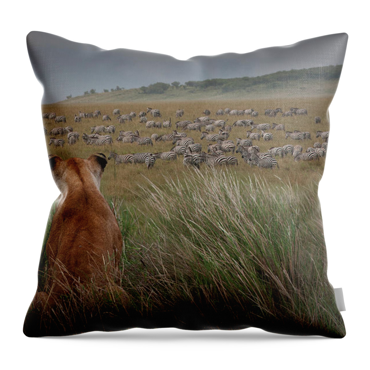 Kenya Throw Pillow featuring the photograph Lioness Panthera Leo Watching Zebras by Buena Vista Images