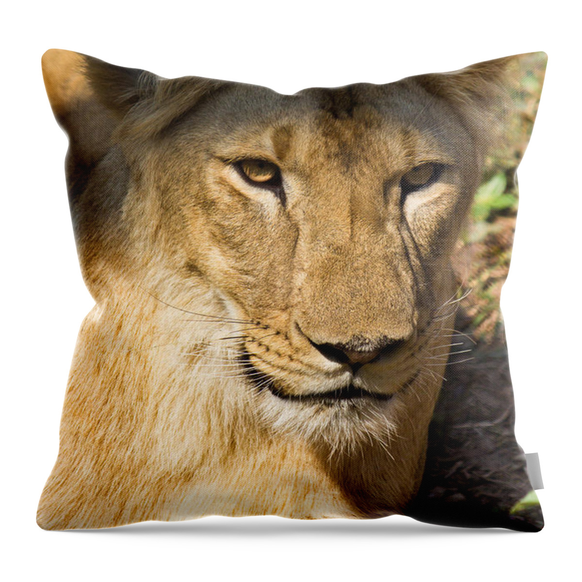 Shimoga Throw Pillow featuring the photograph Lioness - up close by SAURAVphoto Online Store