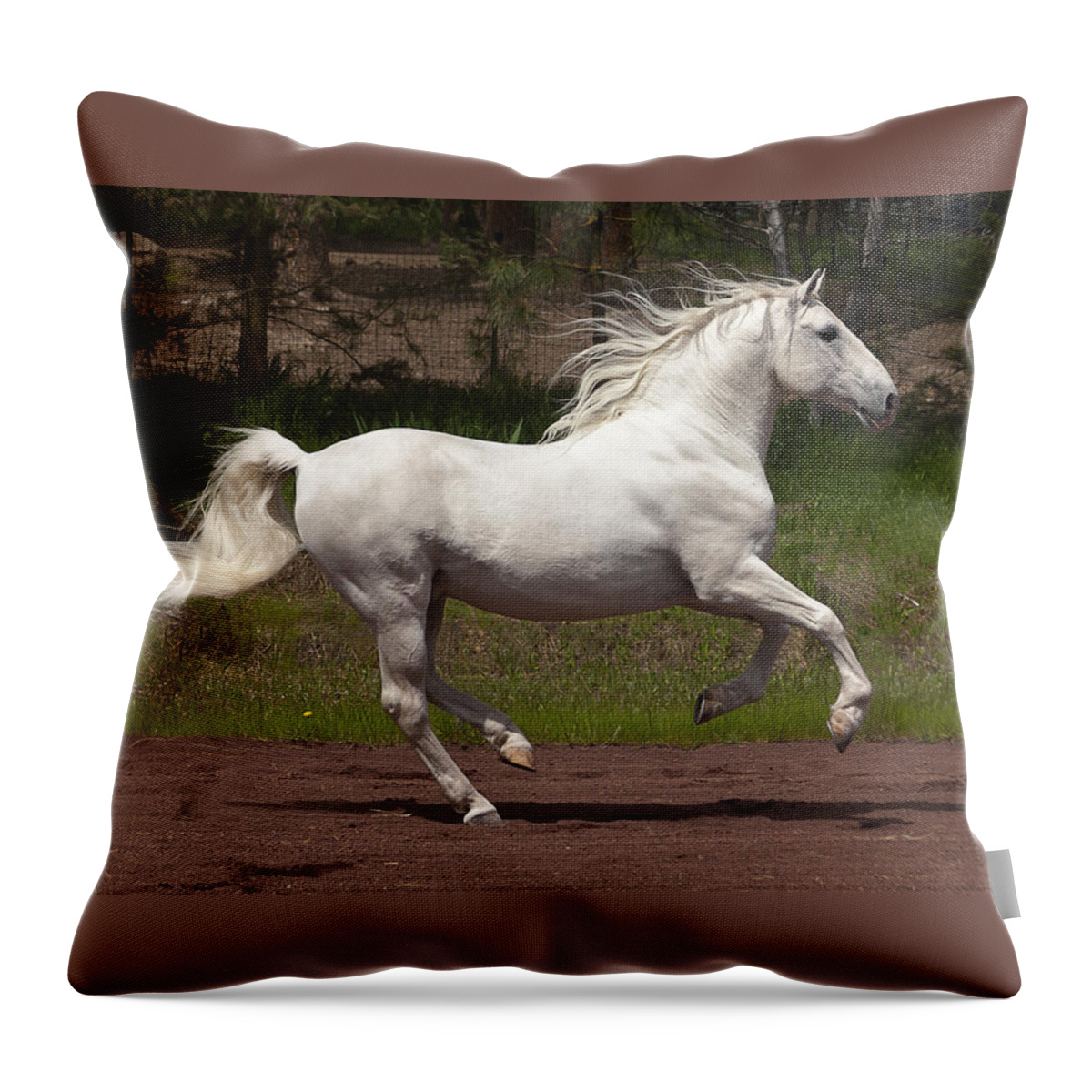 Lipizzan At Liberty Throw Pillow featuring the photograph Lipizzan at Liberty by Wes and Dotty Weber