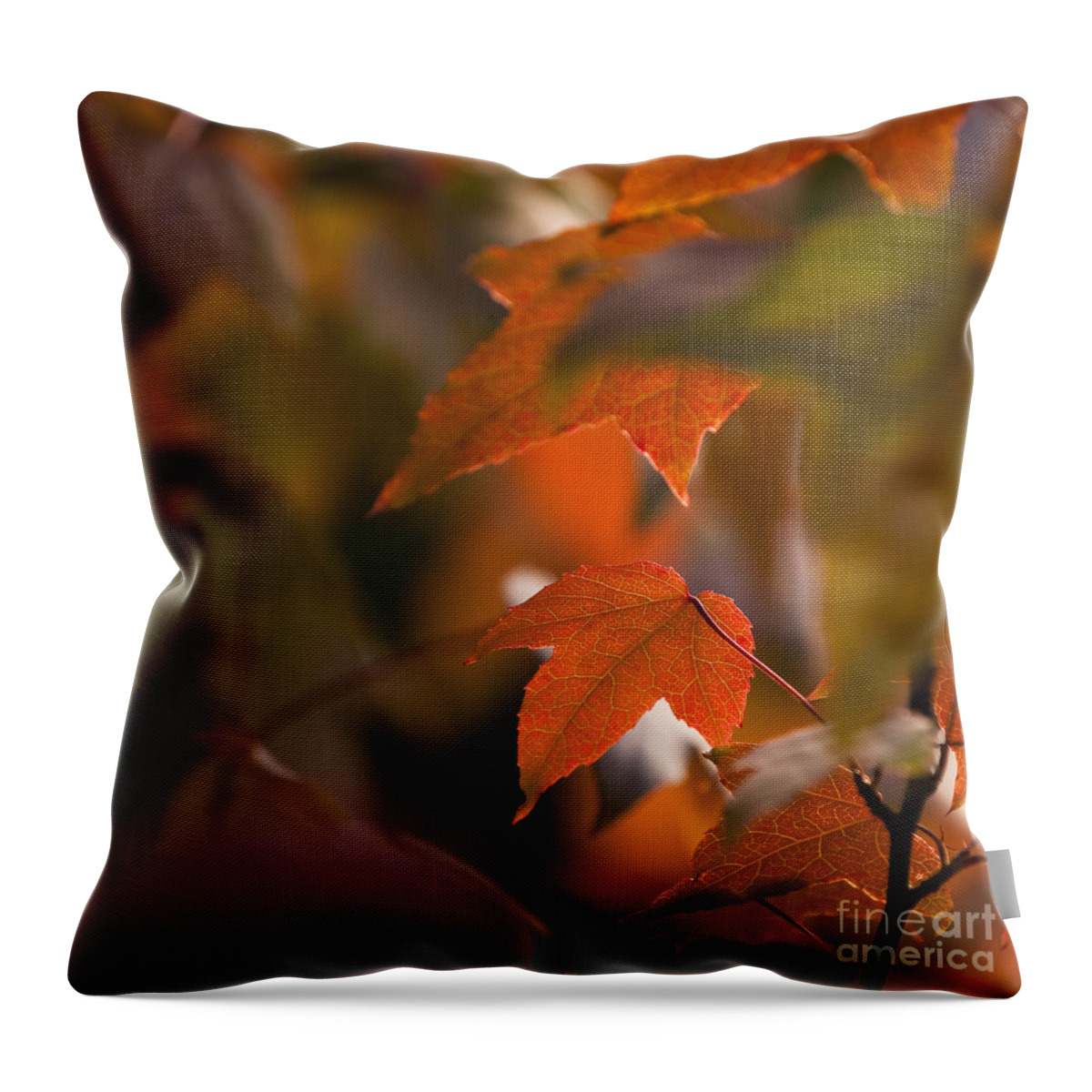 Acalycina Throw Pillow featuring the photograph Liquidambar Autumn by Anne Gilbert
