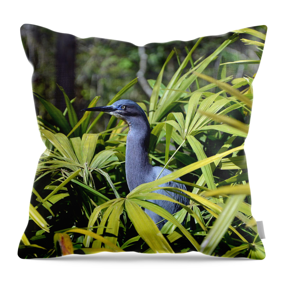 Little Blue Heron Throw Pillow featuring the photograph Little Blue Heron by Robert Meanor