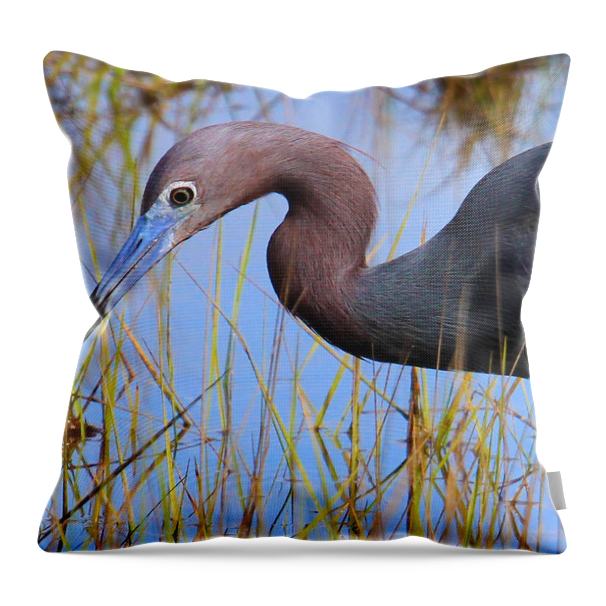 Heron Throw Pillow featuring the photograph Little Blue Heron by Roger Becker