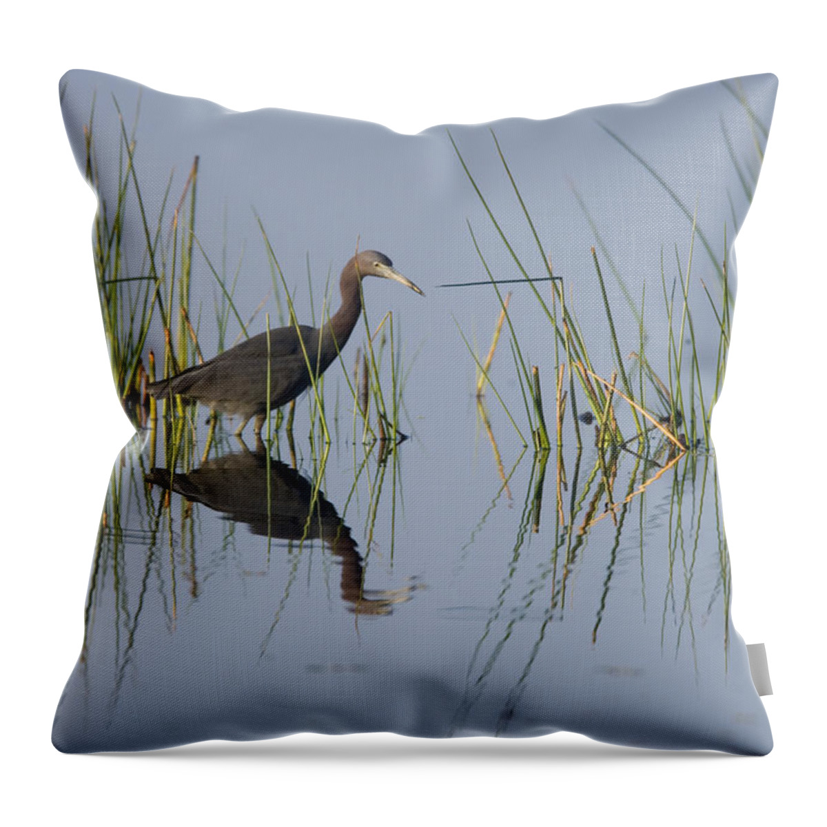 Feb0514 Throw Pillow featuring the photograph Little Blue Heron Wading Texas by Tom Vezo