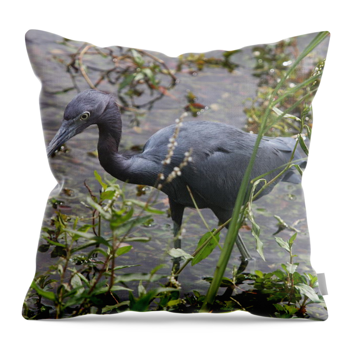 Heron Throw Pillow featuring the photograph Little Blue Heron - Waiting For Prey by Christiane Schulze Art And Photography