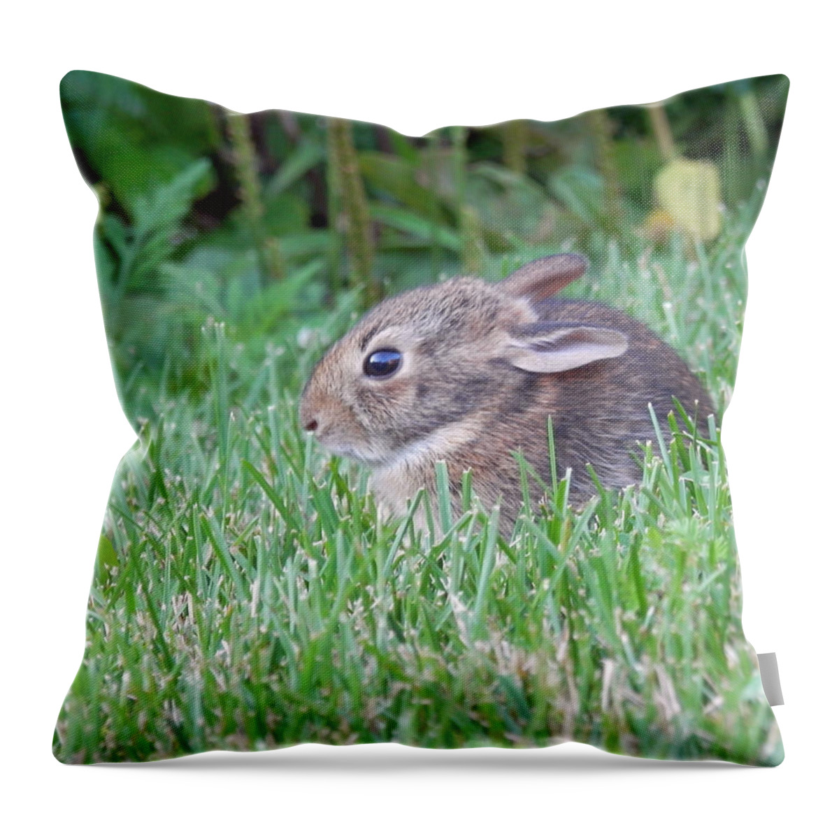 Bunny Throw Pillow featuring the photograph Little Bunny Wabbit 1 by Pema Hou