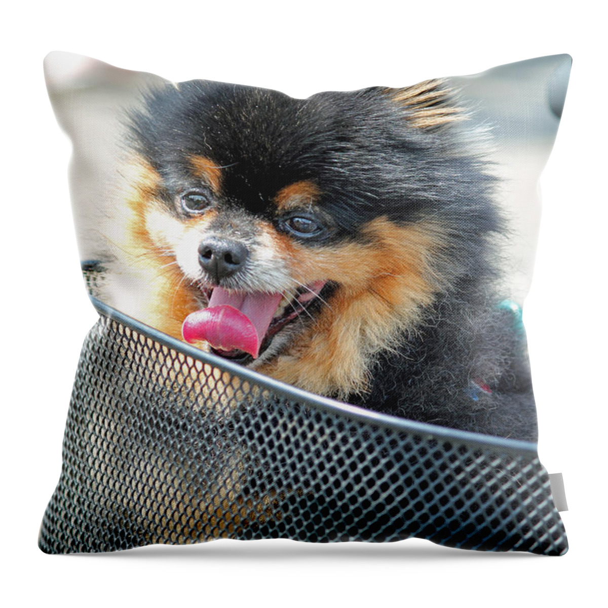 Dog In Basket Throw Pillow featuring the photograph Little Companion by E Faithe Lester