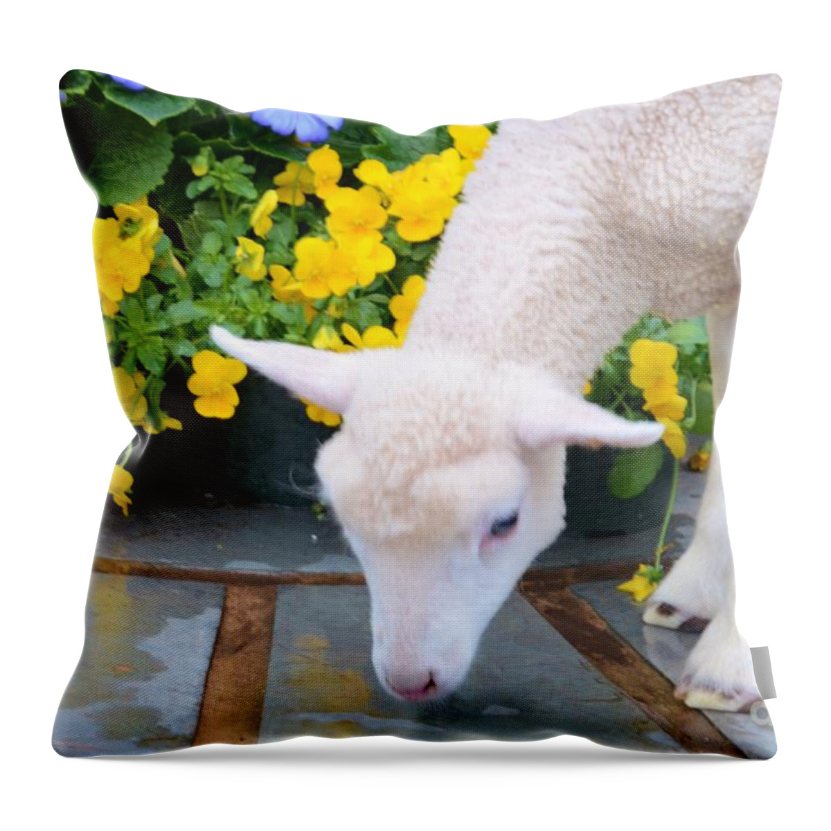 #lamb #.calf Throw Pillow featuring the photograph Little Lamb by Kathleen Struckle