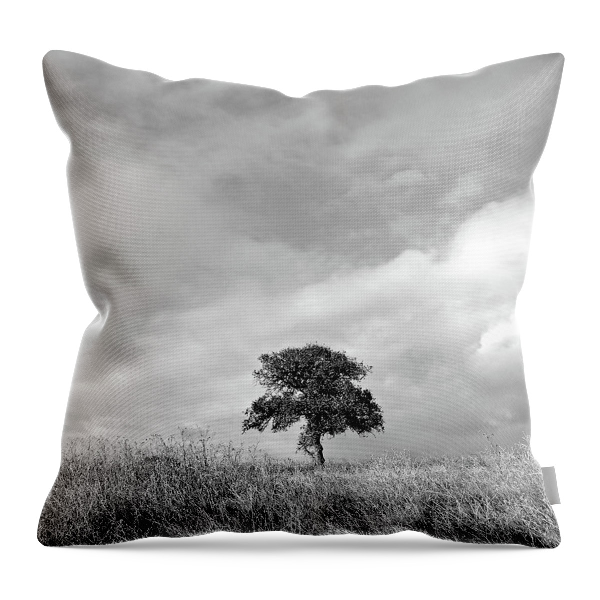 Black And White Throw Pillow featuring the photograph Little Lone Oak Tree by Pamela Patch