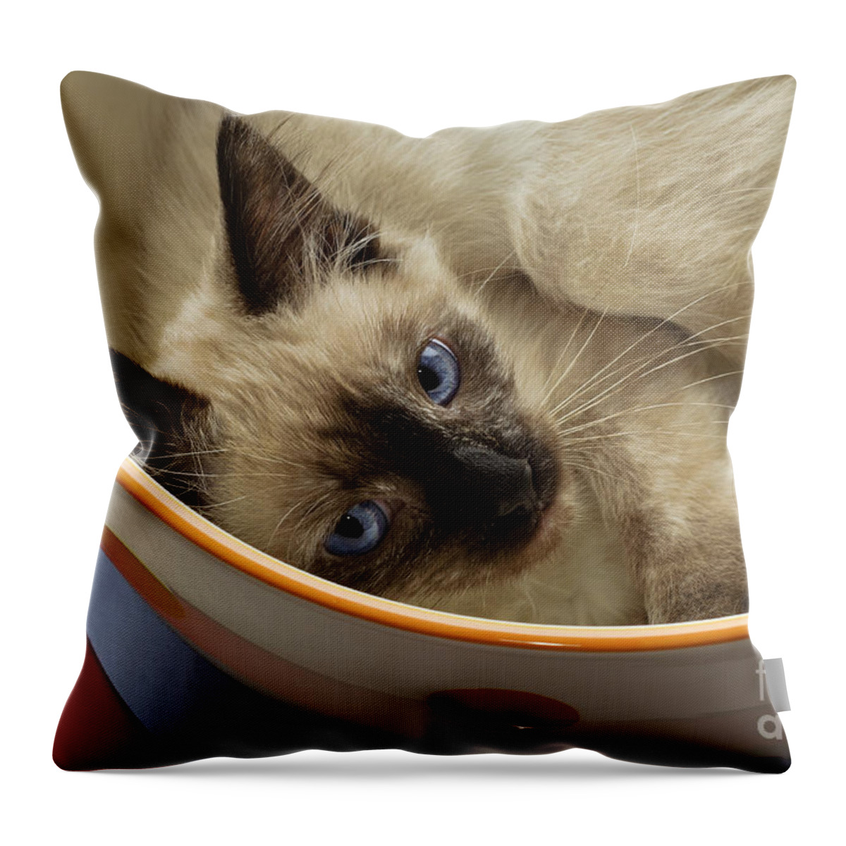 Cat Throw Pillow featuring the photograph Little Miss Blue Eyes by Andee Design
