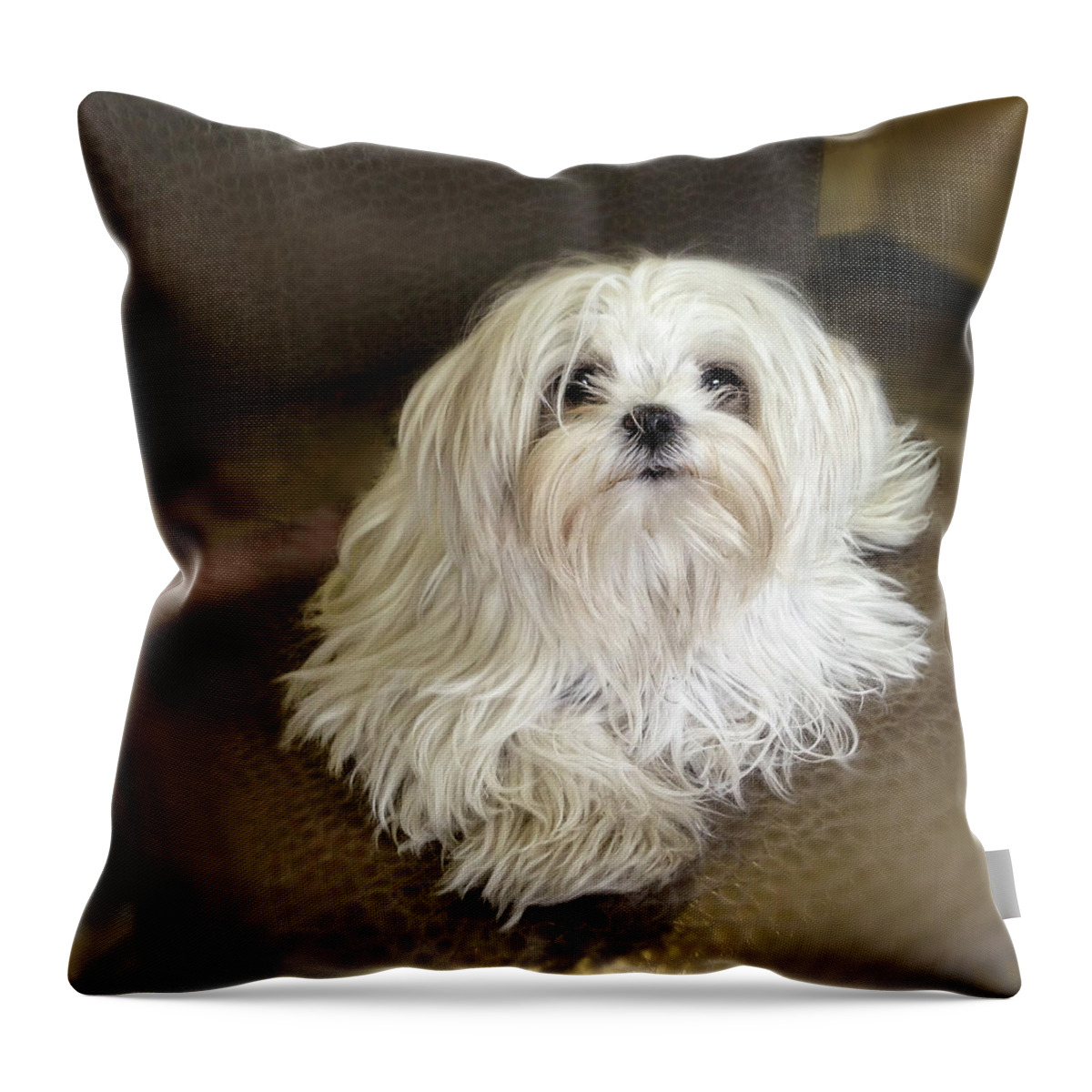 Pets Throw Pillow featuring the photograph Little White Dog Waiting For You by Melinda Moore