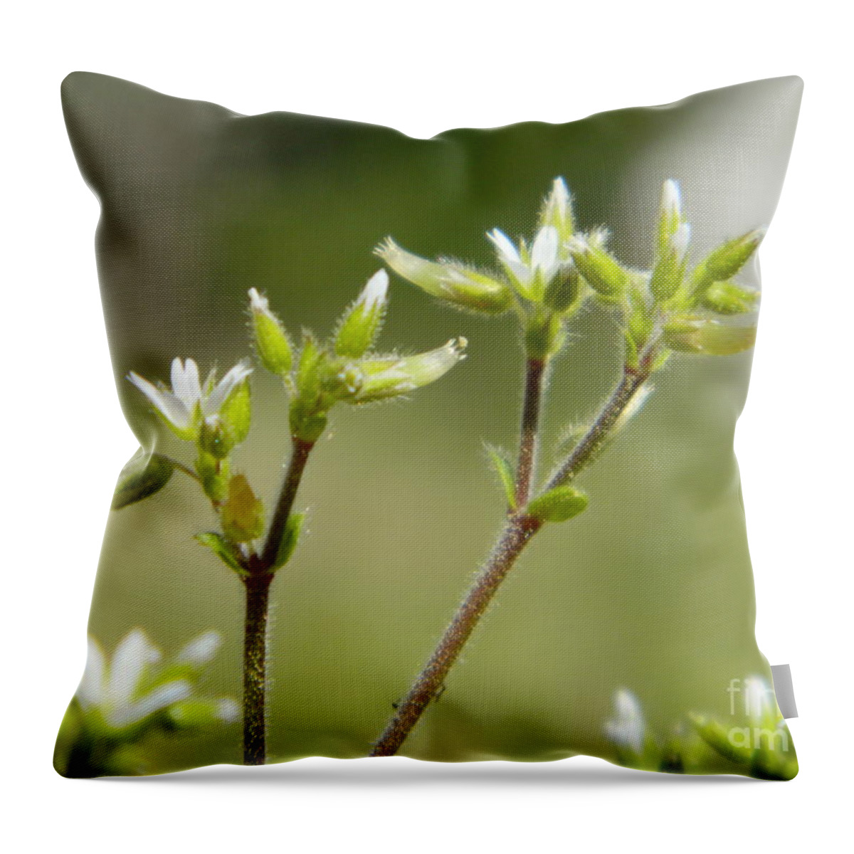 Weed Throw Pillow featuring the photograph Little wonders by Andrea Anderegg